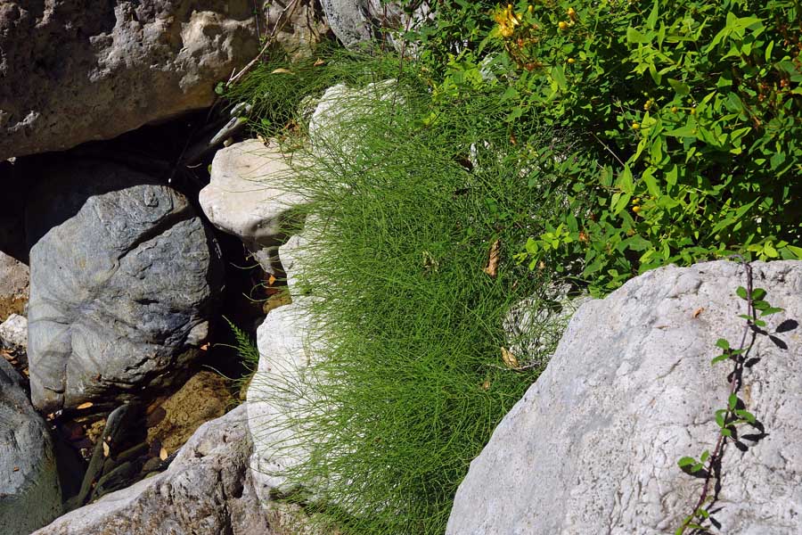 Equisetum arvense / Equiseto dei campi